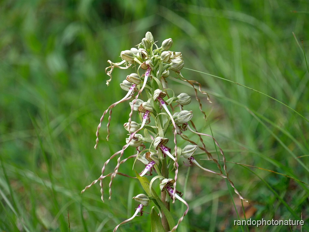 27_Orchis bouc.JPG - Orchis bouc